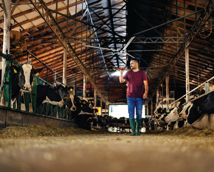 Barn Ceiling Fans