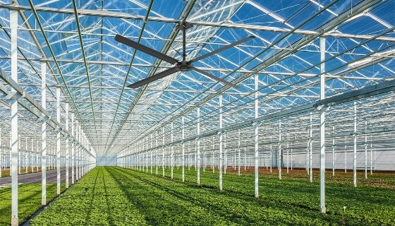 big outdoor ceiling fans