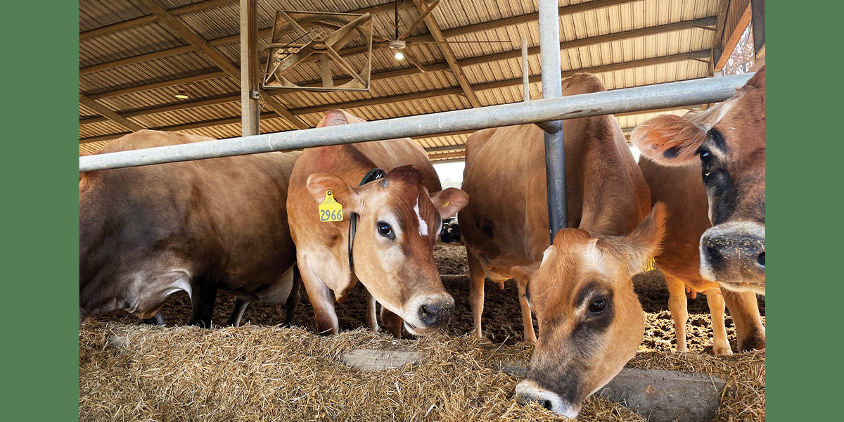 Industrial Fans for Dairy Barns