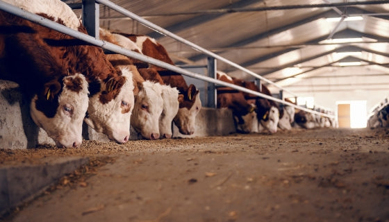 cattle barn fans