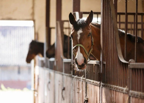 Horse in a stable looking out through a gate